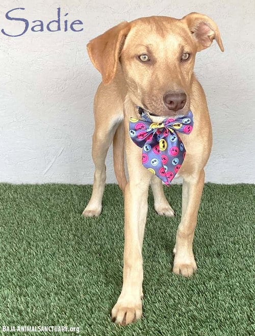 Photo of Sadie, adoptable Yellow Labrador Retriever in San Diego, California
