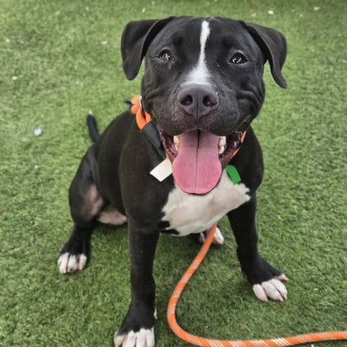 Photo of Mickey, adoptable American Pit Bull Terrier in Phoenix, Arizona