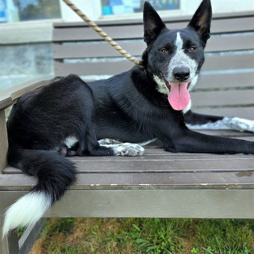 Photo of Smokey Joe, adoptable Border Collie in Long Beach, California