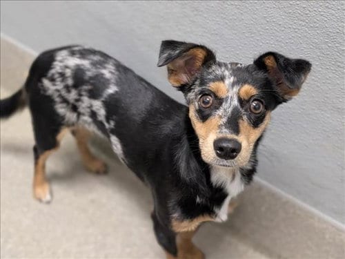 Photo of Bambi, adoptable Chihuahua in Las Vegas, Nevada