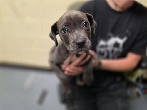 Photo of Saint, adoptable Pit Bull Terrier in Denver, Colorado