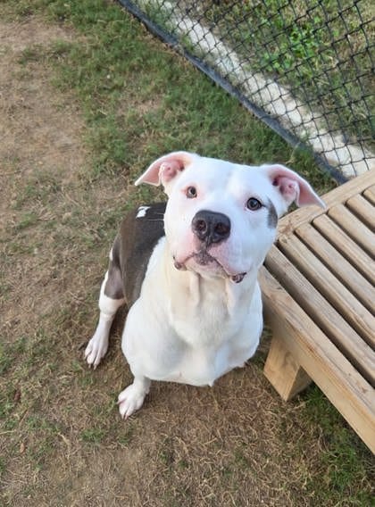Photo of Doc, adoptable dog in Atlanta, Georgia