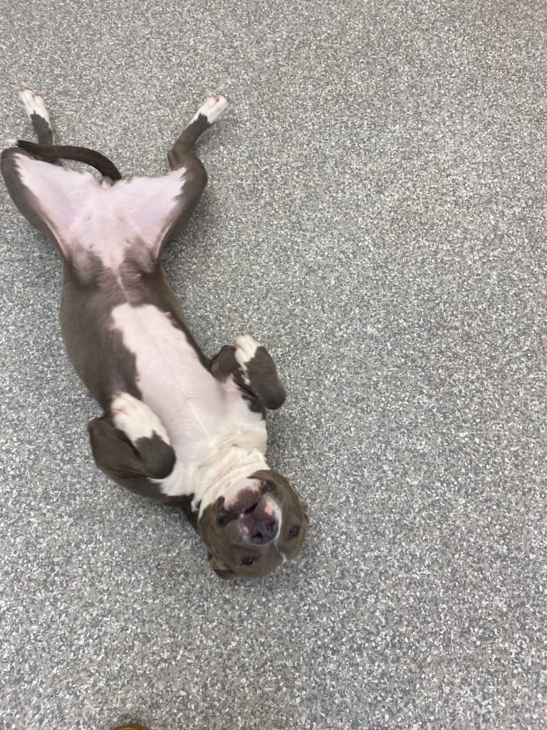 Photo of Kiara, adoptable Pit Bull Terrier in Findlay, Ohio