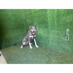Photo of A5806544, adoptable Doberman Pinscher in Lancaster, California