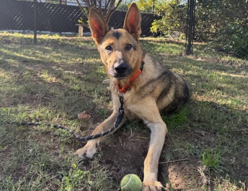 Photo of Heidi, adoptable German Shepherd Dog in Chapel Hill, North Carolina
