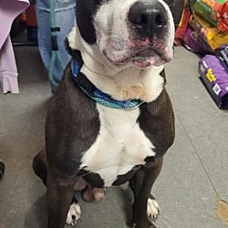 Photo of Ruffian, adoptable American Pit Bull Terrier Staffordshire Bull Terrier in Richmond, Indiana