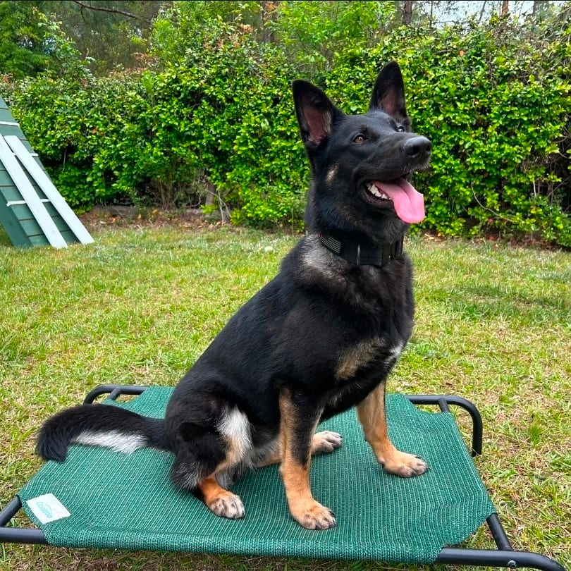Photo of Ember aka Nyx, adoptable Shepherd, German in Hinesville, Georgia
