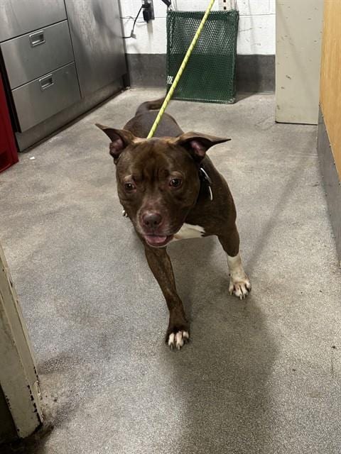 Photo of Lonnie, adoptable Pit Bull Terrier in Forestville, Maryland