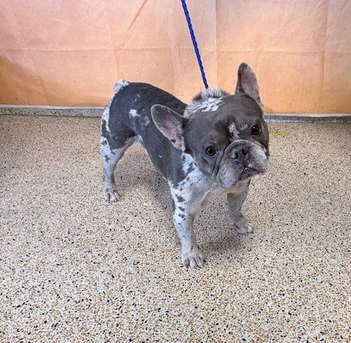 Photo of Charlie, adoptable French Bulldog in Miami, Florida