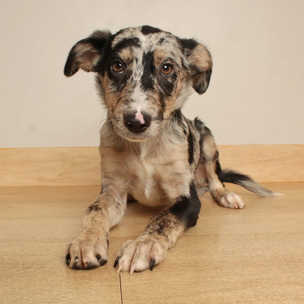 Photo of Crush D71309, adoptable Catahoula Leopard Dog / Collie, Border in Minnesota, Minnesota