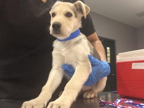 Photo of A1935485, adoptable German Shepherd Dog in Thousand Palms, California