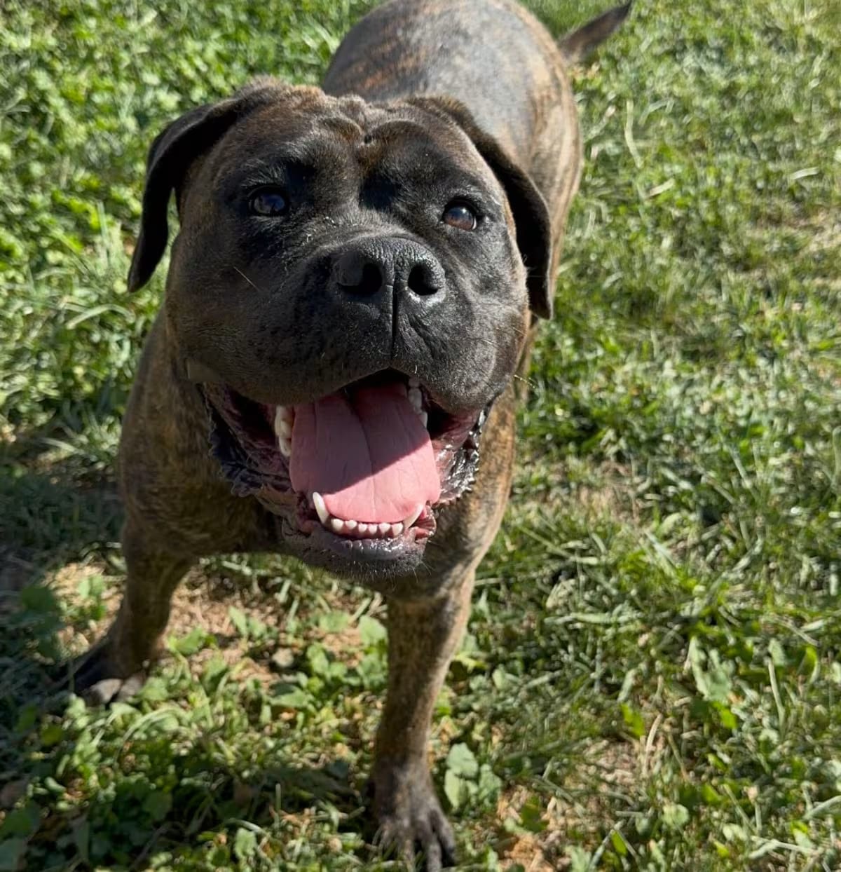 Photo of Gretchen, adoptable Cane Corso/Mastiff in Pleasanton, California
