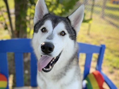 Photo of Wave, adoptable Siberian Husky in Tavares, Florida