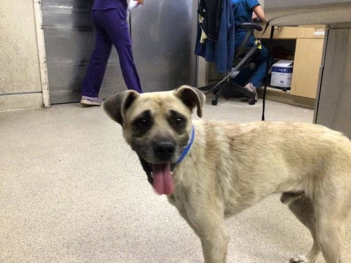Photo of Tanner, adoptable Terrier in Riverside, California