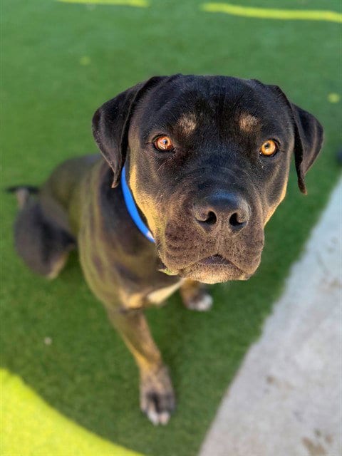 Photo of Bubba, adoptable Rottweiler in Agoura, California