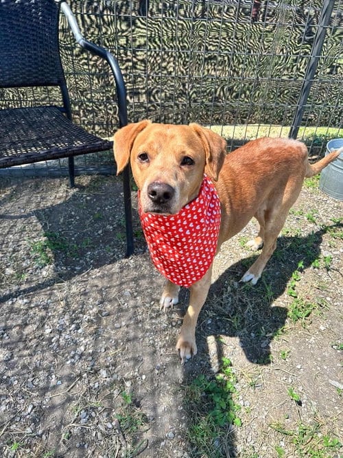 Photo of Brinks, adoptable Terrier in Abbeville, Louisiana