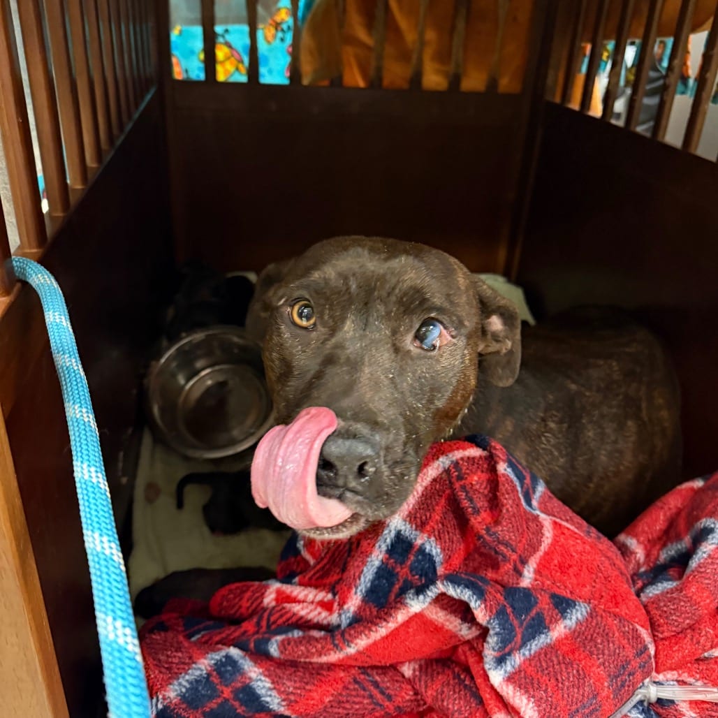 Photo of Magic Kingdom, adoptable Mixed Breed (Medium) in St. Louis, Missouri