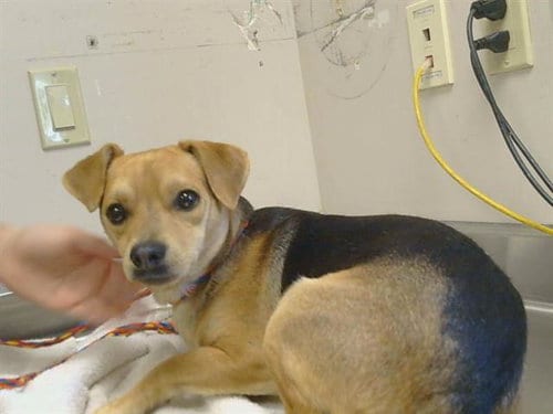 Photo of A930012, adoptable Beagle in Sacramento, California