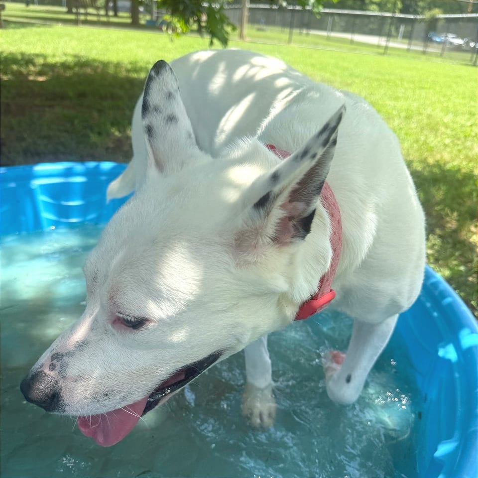 Photo of Winnie, adoptable Mixed Breed (Medium) in Chattanooga, Tennessee