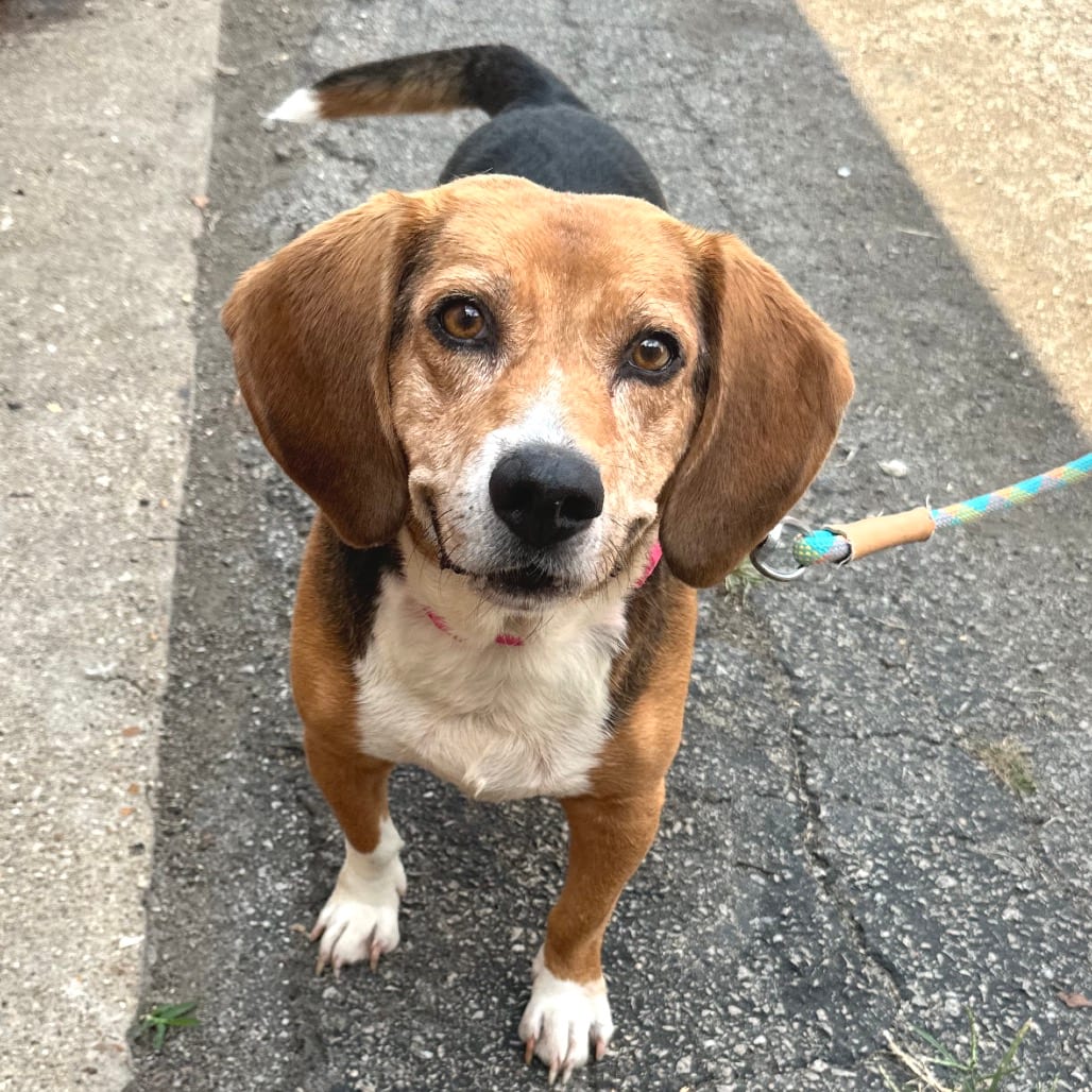 Photo of Bieber K2, adoptable Beagle in Union, Missouri