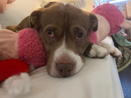 Photo of Liz, adoptable dog in Atlanta, Georgia