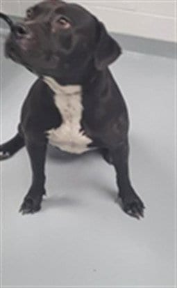 Photo of Pandora, adoptable Pit Bull Terrier in St. Cloud, Florida