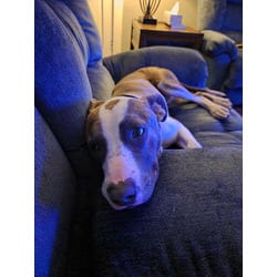 Photo of Hero, adoptable American Pit Bull Terrier in Baton Rouge, Louisiana