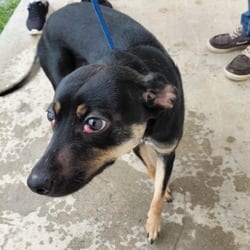 Photo of Winnie 9287, adoptable Miniature Pinscher Terrier (Unknown Type, Medium) in Loxahatchee, Florida