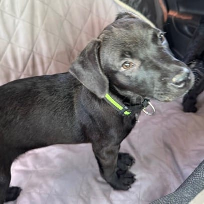 Photo of Delta, adoptable Retriever, Black Labrador / Mix in Boonville, Missouri