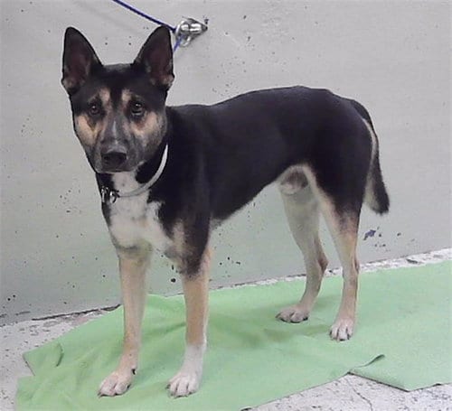 Photo of Kurt, adoptable German Shepherd Dog in Houston, Texas
