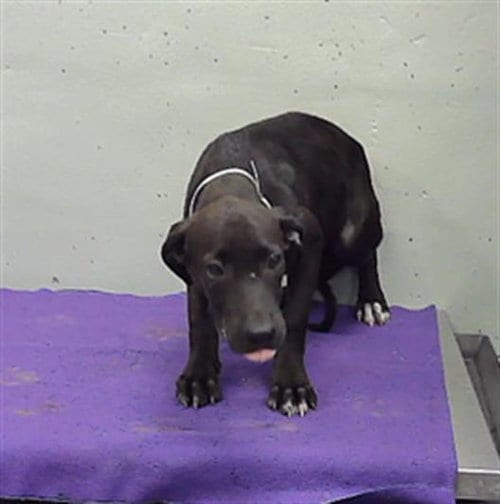 Photo of Lucy, adoptable American Staffordshire Terrier in Houston, Texas