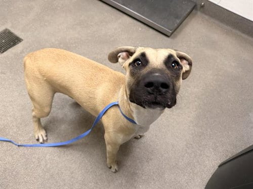 Photo of Peanut(Ding Ding), adoptable Mastiff in HESPERIA, California