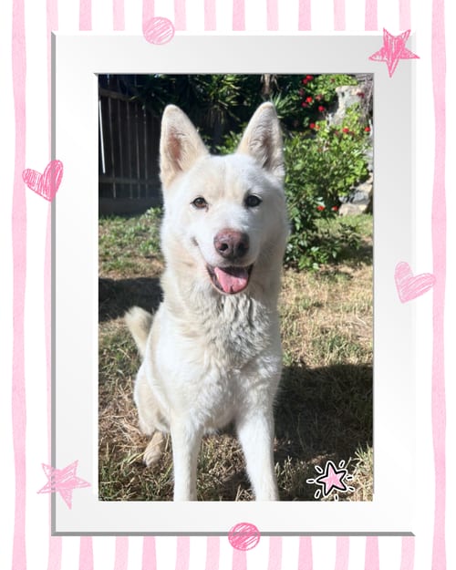 Photo of Stellie, adoptable Husky in San Diego, California