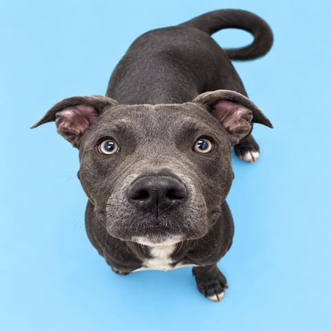 Photo of Biggie, adoptable Pit Bull Terrier in HESPERIA, California