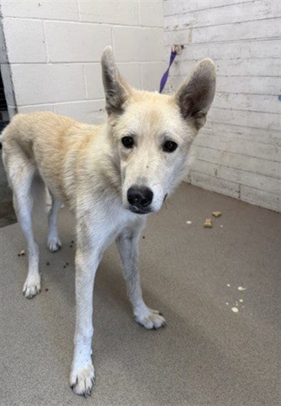 Photo of Milo, adoptable Siberian Husky in San Bernardino, California