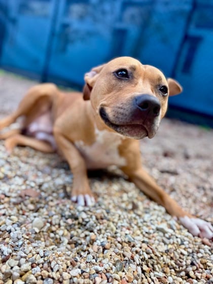 Photo of Shelda (In Foster), adoptable Terrier in New Orleans, Louisiana