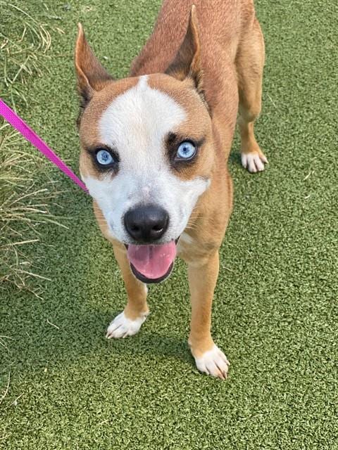 Photo of Pupperoni, adoptable German Shepherd Dog in Fayetteville, North Carolina