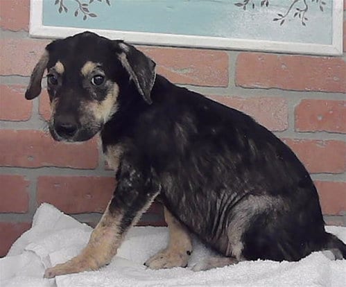 Photo of Aang, adoptable Staffordshire Bull Terrier in Houston, Texas