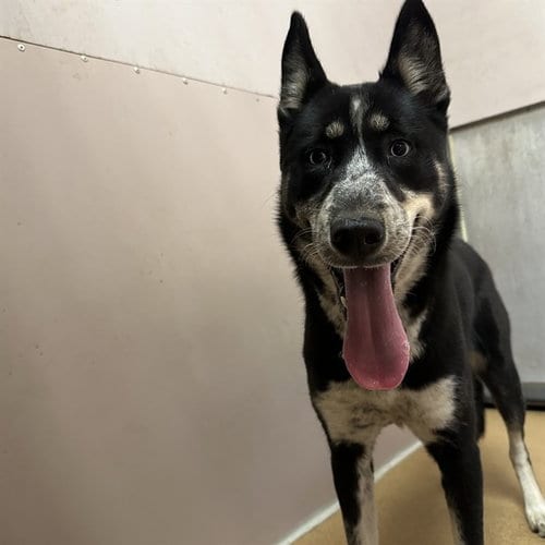 Photo of Ashley, adoptable Australian Cattle Dog/Blue Heeler in Martinez, California