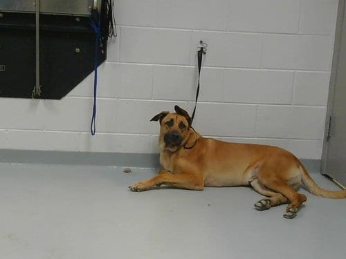 Photo of Cash, adoptable German Shepherd Dog in St. Cloud, Florida