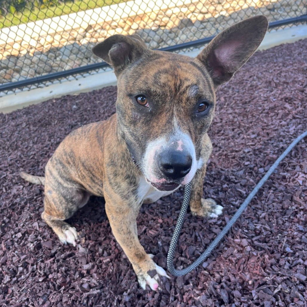 Photo of Fable, adoptable Terrier, American Staffordshire / Mix in Spartanburg, South Carolina
