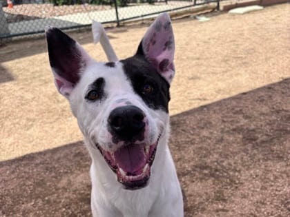 Photo of Marvin, adoptable dog in Georgetown, Texas
