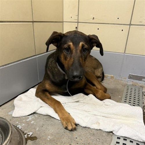 Photo of Bravo, adoptable Doberman Pinscher in Houston, Texas
