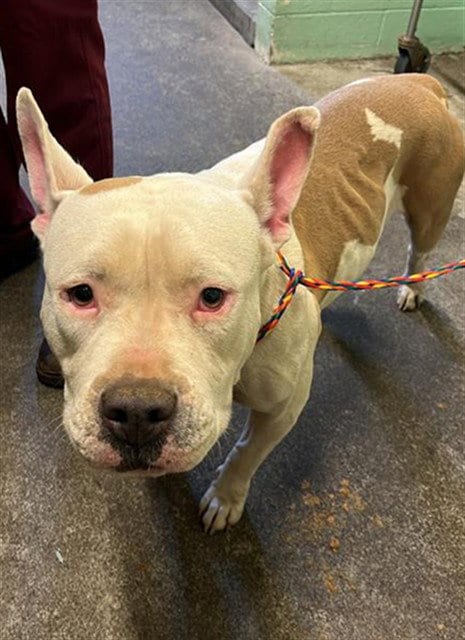 Photo of Charlotte, adoptable Pit Bull Terrier in Sacramento, California