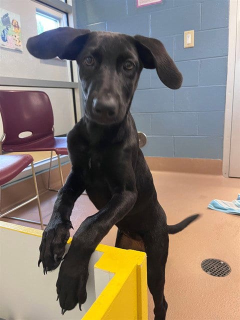 Photo of Matcha, adoptable Labrador Retriever in Plano, Texas