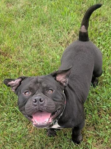Photo of Kong, adoptable Pit Bull Terrier in Akron, Ohio