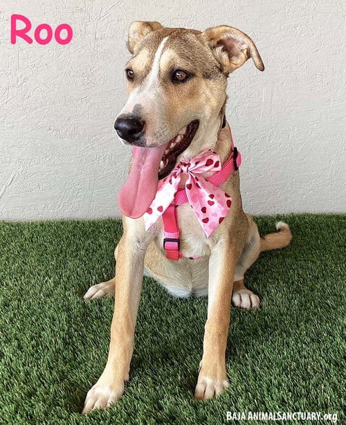 Photo of Roo, adoptable Labrador Retriever in San Diego, California