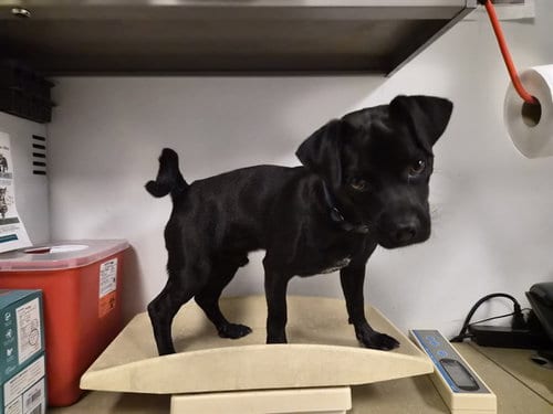 Photo of Bandit, adoptable Patterdale Terrier (Fell Terrier) in Corona, California