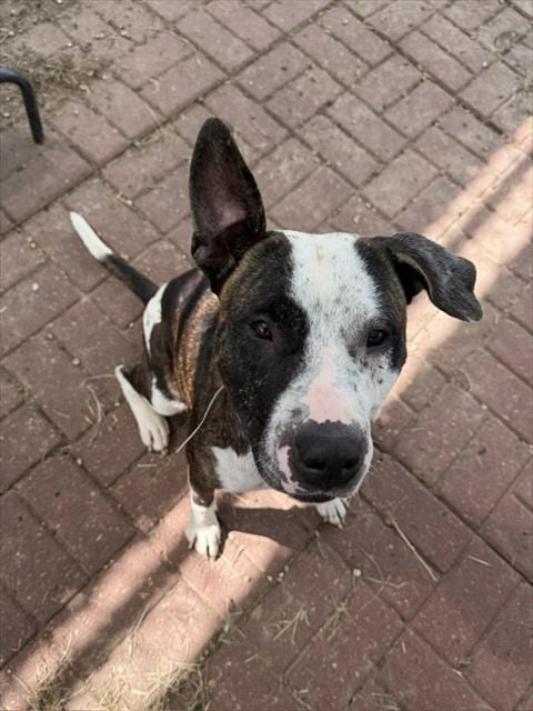 Photo of Minny, adoptable Staffordshire Bull Terrier in Houston, Texas