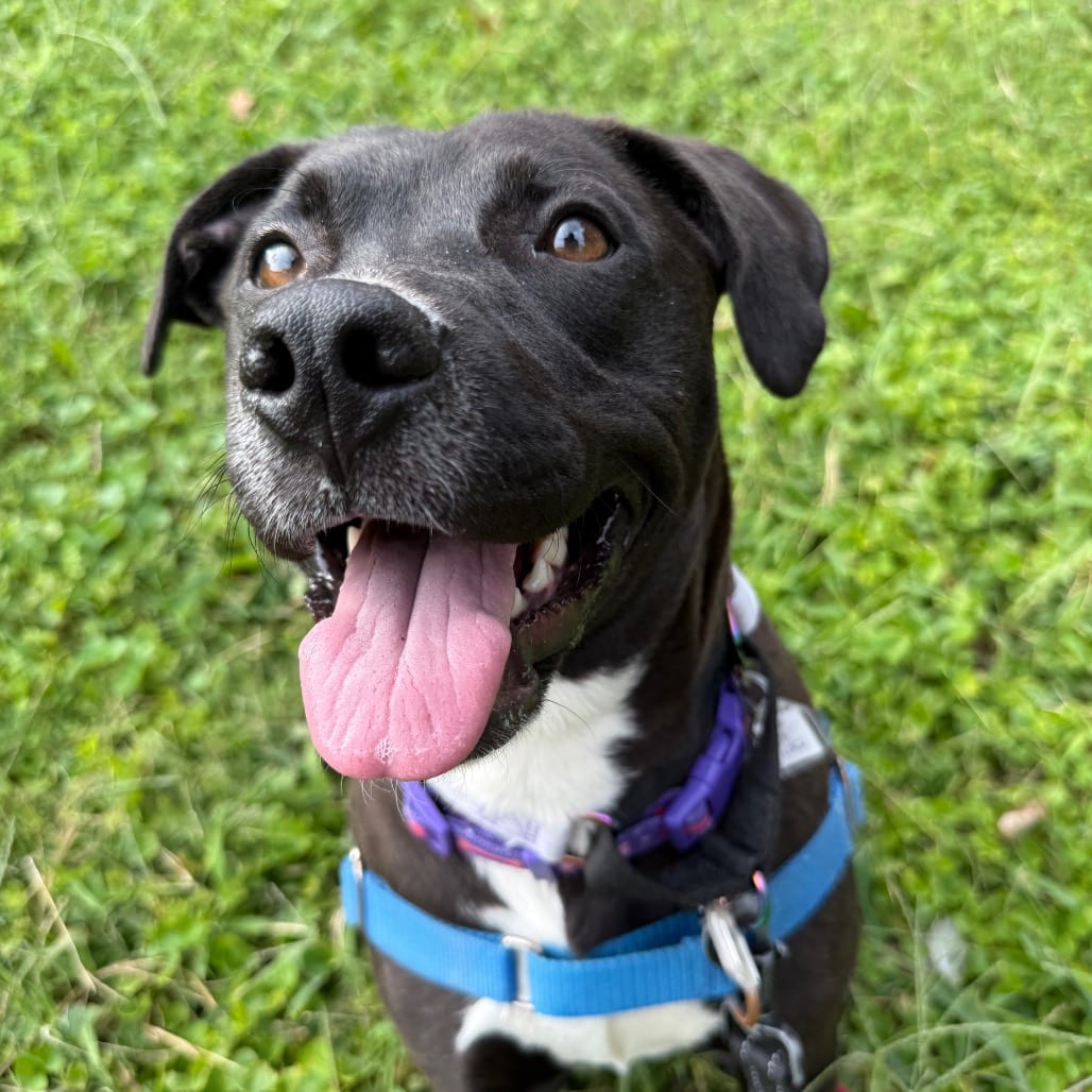 Photo of Taco, adoptable Retriever / Mix in Fairfax Station, Virginia